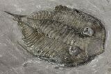 Dalmanites Trilobite Fossil - New York #68095-3